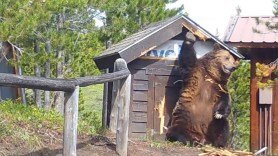 bear scratch pad