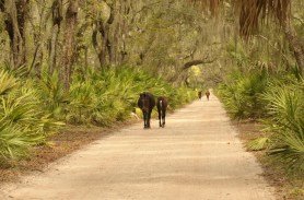 Cumberland island horses