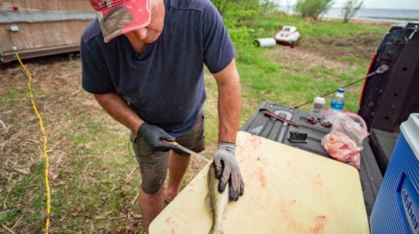 fillet walleye