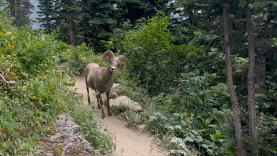 bighorn sheep